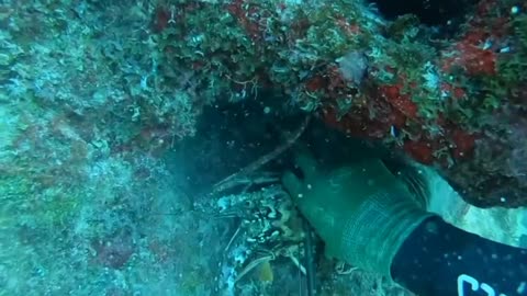 Spearfishing Lobster And Grouper In Bahamas