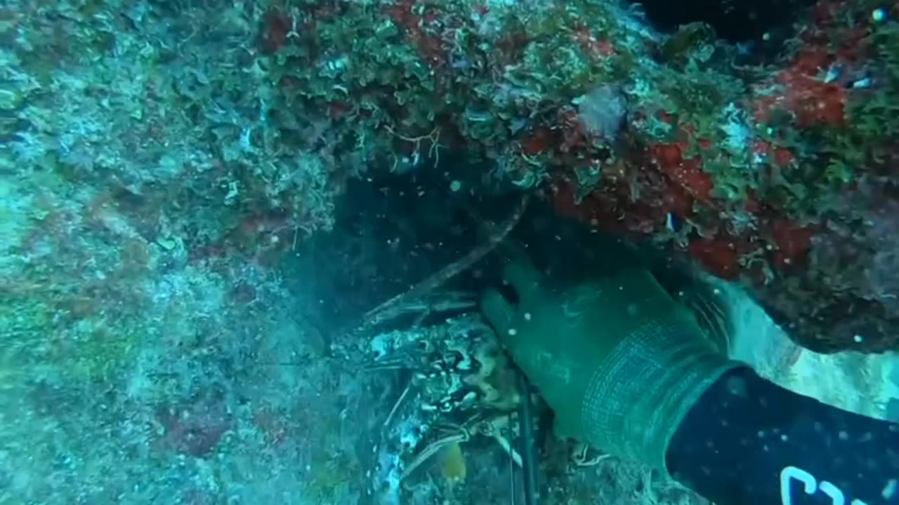Spearfishing Lobster And Grouper In Bahamas