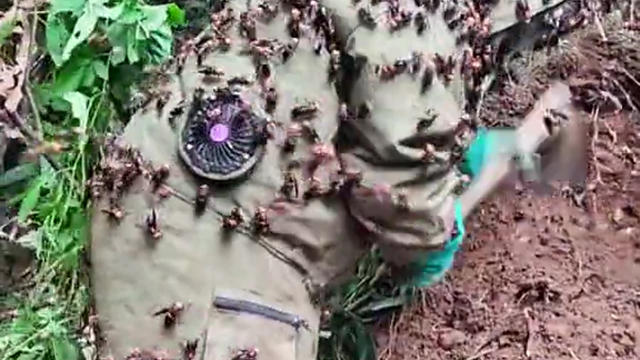 while working he was attacked by bees