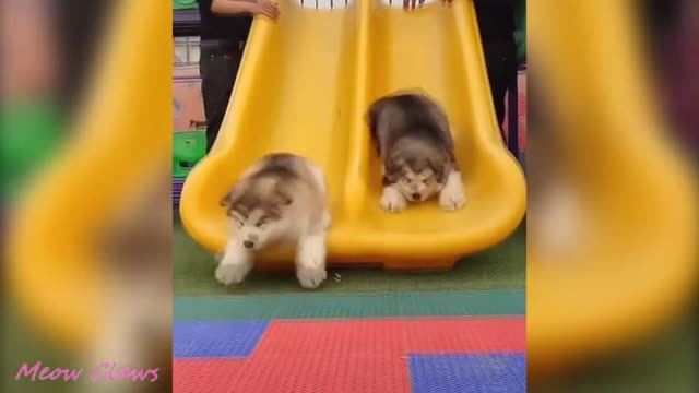 Baby Alaskan Malamute Cutest and Funniest Momen