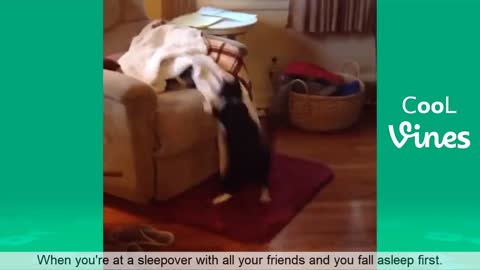 Funny Cat & Dog Compilation Try Not To Laugh Challenge