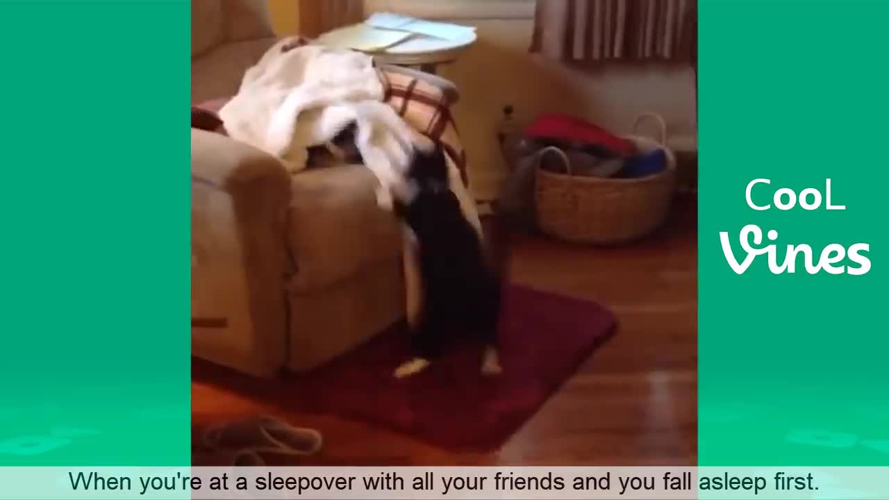 Funny Cat & Dog Compilation Try Not To Laugh Challenge