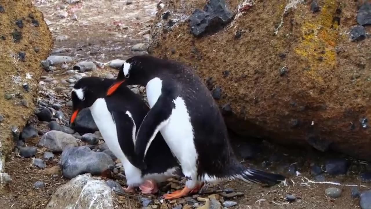 Antarctica- Tales from the End of the World