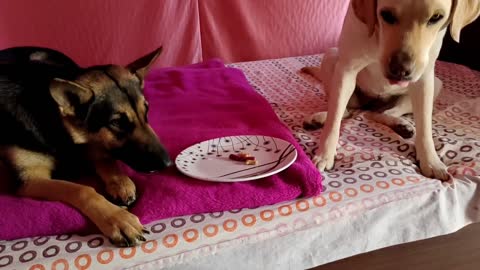 Dog training in Hindi labrador Vs german