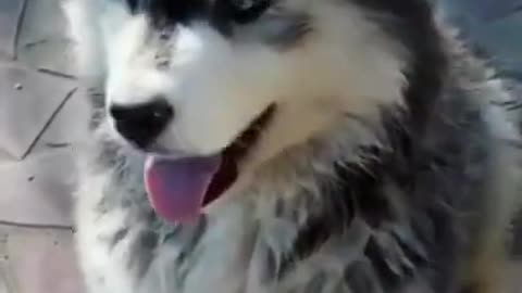 Funny animal 😅😅😅