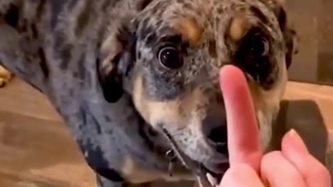 Dog reaction