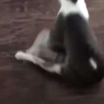 FUNNY ANIMALS VIDEOS TRY NOT TO LAUGH 🤣 | FUNNY CATS | FUNNY DOGS | CUTEST ANIMALS