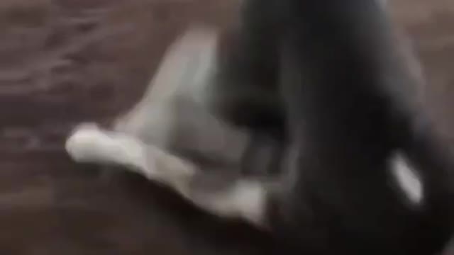 FUNNY ANIMALS VIDEOS TRY NOT TO LAUGH 🤣 | FUNNY CATS | FUNNY DOGS | CUTEST ANIMALS