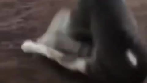 FUNNY ANIMALS VIDEOS TRY NOT TO LAUGH 🤣 | FUNNY CATS | FUNNY DOGS | CUTEST ANIMALS