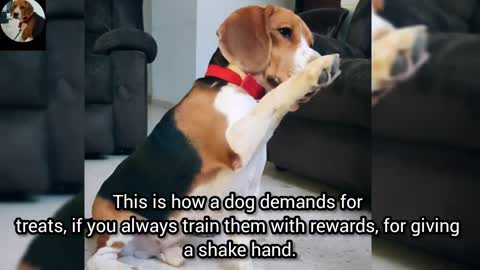 Training your dog to give the paw