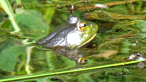 Bullfrog