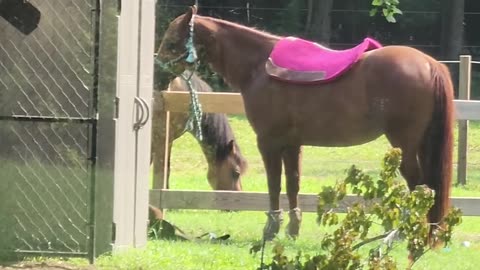 Horse Saddle Teaches Persistence