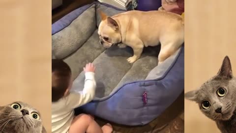 Funny Dogs Videos Compilation #2