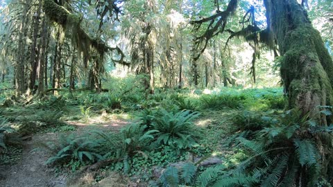 Hoh and Staircase and Rainforest - Olympic National Park - Summer 2018