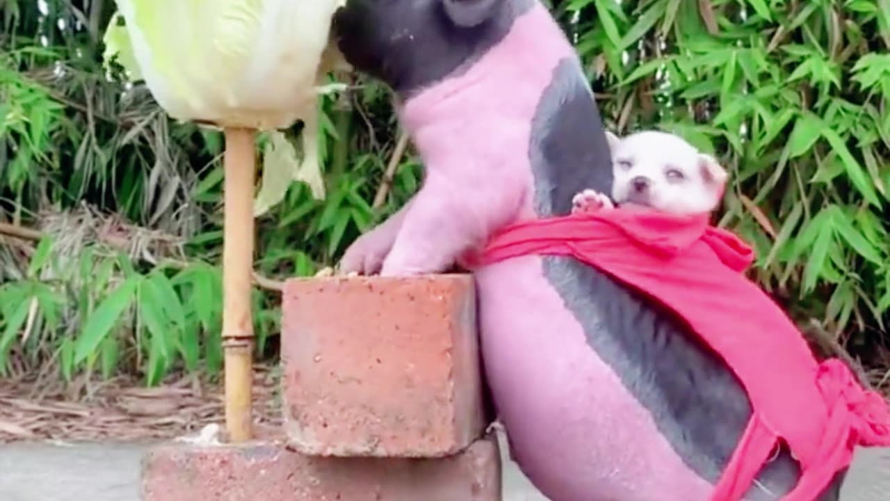 cute dog