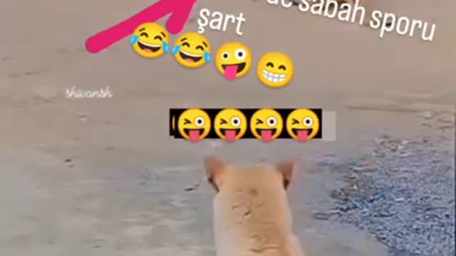 Funny Animals Videos2022😻-Funniest Cats And Dogs Videos🐶
