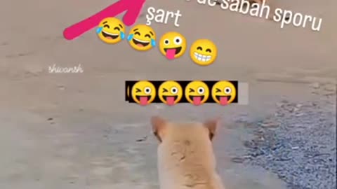 Funny Animals Videos2022😻-Funniest Cats And Dogs Videos🐶