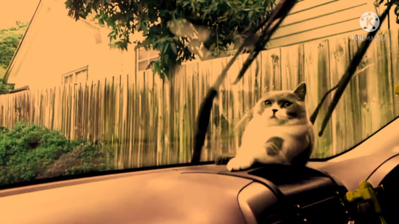 Cat comedy videos entertainment videos animals entertainment