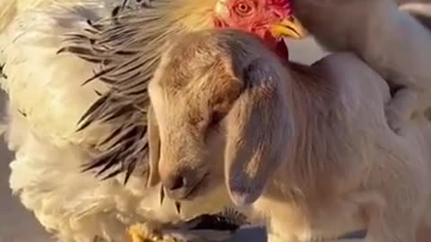 Cute Animals | Funny Animals Videos | Cute Animal Videos | So Cute Videos 😘