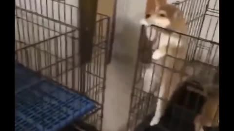 Double puppy