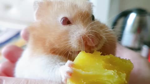 Hamster love sweet potatoes