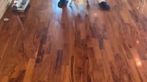 My dog ​​seems to be anxious every time I go out.