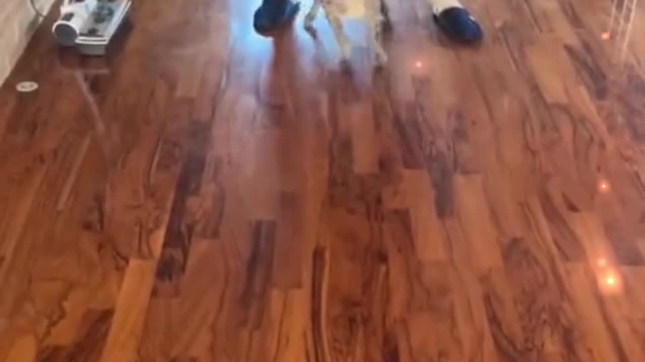 My dog seems to be anxious every time I go out.
