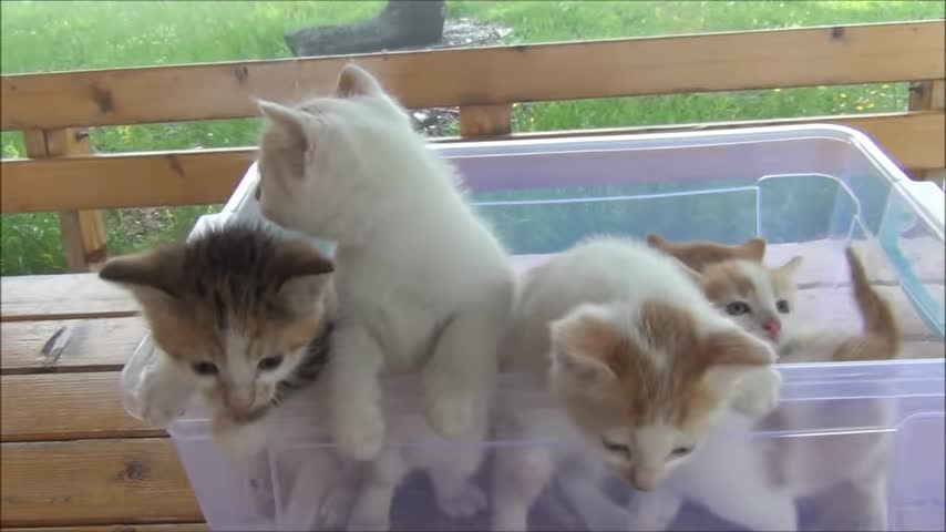 kittens meowing(too much cuteness) all cat talking at the same time