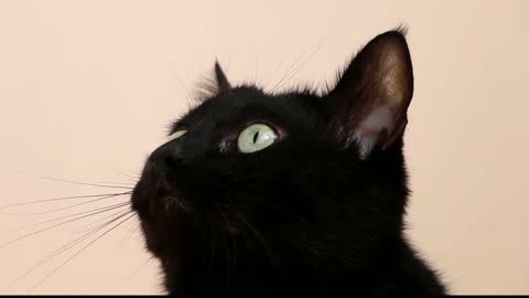 cats wearing