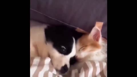 kitten and puppy in the crib