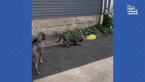 FUNNY PET FAILS 20 MINUTES - Best Animal Compilation