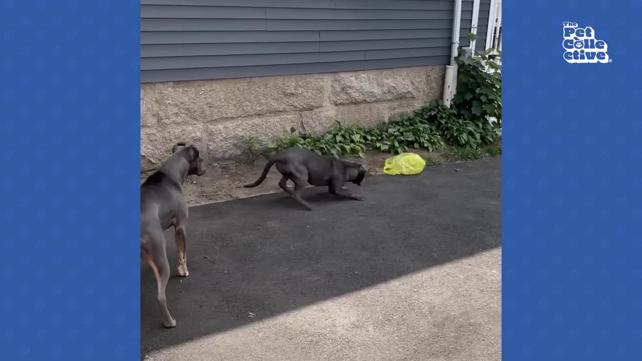 FUNNY PET FAILS 20 MINUTES - Best Animal Compilation