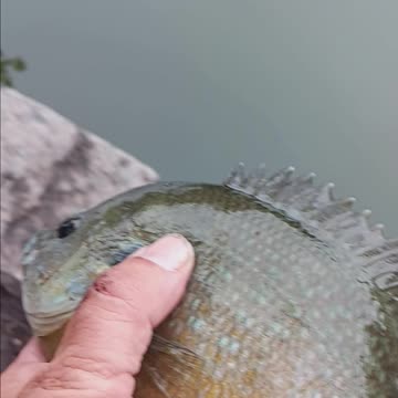 Hybrid bluegill