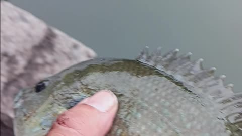 Hybrid bluegill