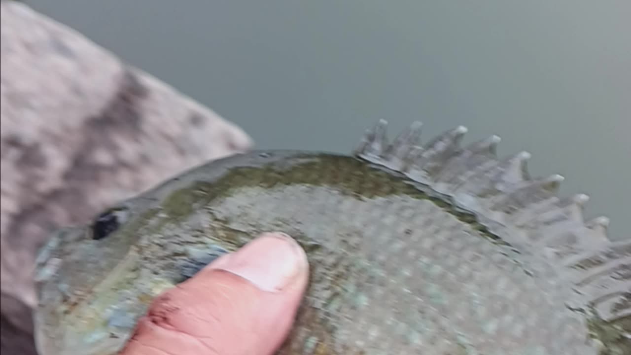 Hybrid bluegill