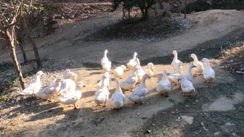 ducks in the countryside.