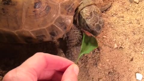 OMG This Animals Life 500 Years #shorts