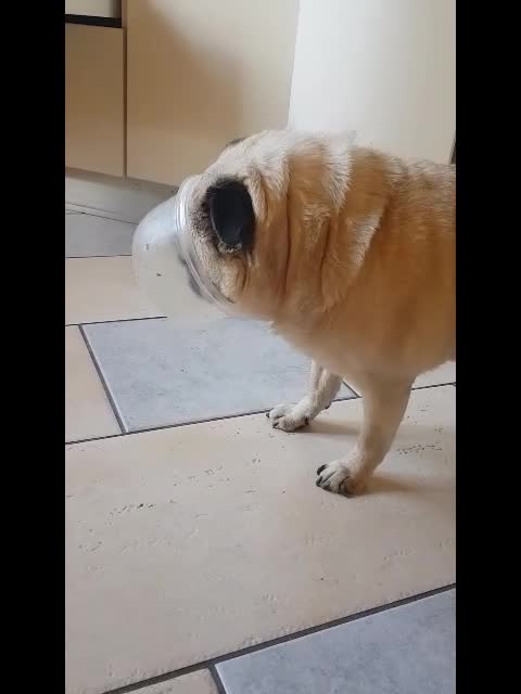 Pug stucks its face in a plastic bowl
