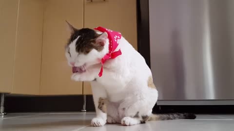Cat funy