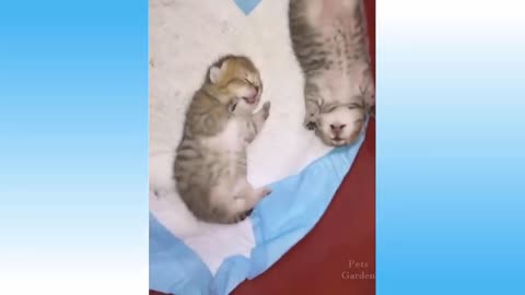 Cats Dogs funny animal complication