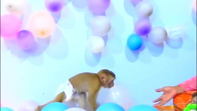 OMG!! Funny Monkey Baby likes to play balloons- Monkey Animals 029