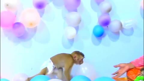 OMG!! Funny Monkey Baby likes to play balloons- Monkey Animals 029