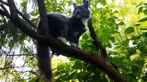 Lovely black cat Theme washes while sitting on a tree branch