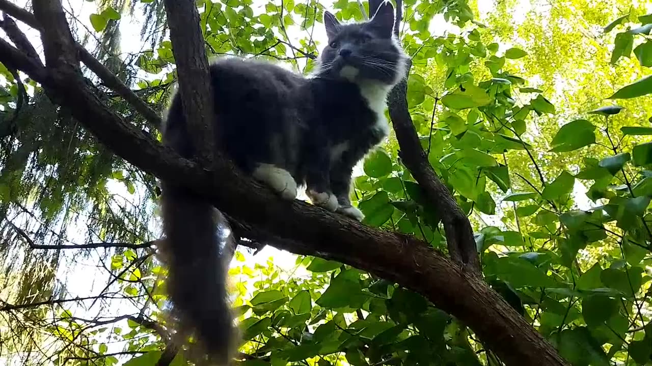 Lovely black cat Theme washes while sitting on a tree branch