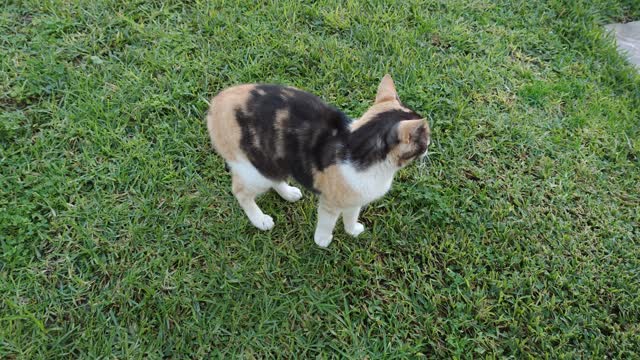 A Cute Cat In Multiple Colors Mastering The Question-Answer Pedagogy (2021)