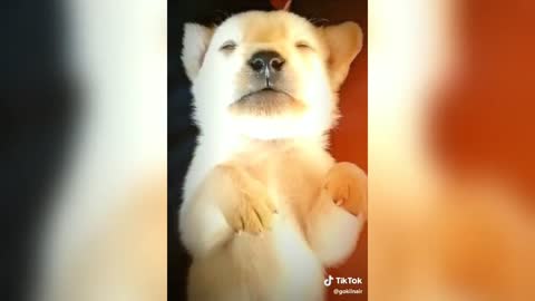 funny animal video must watch