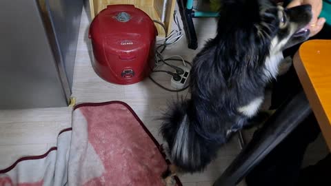 a dog's tricks show