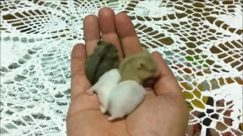 Cute Baby Hamtaro Hamster