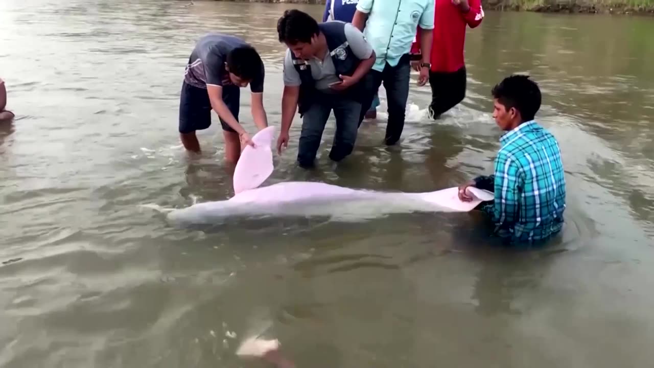 Pink dolphin trapped on Bolivian riverbank gets rescued
