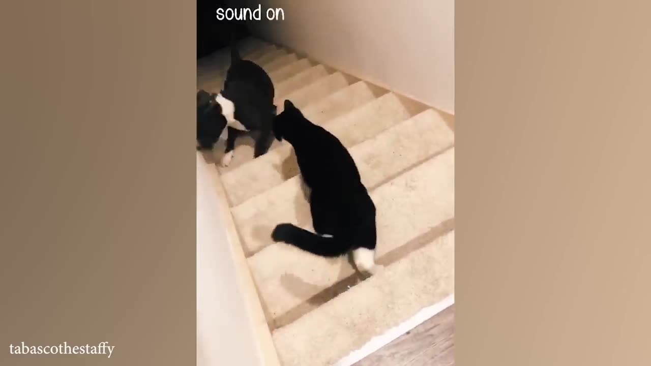 Funny animals dogs and cats
